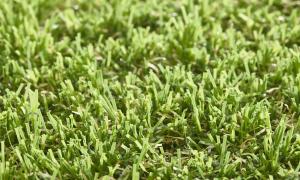 Rouleau Gazon - Easy Lawn Anica - Gazon synthétique premium