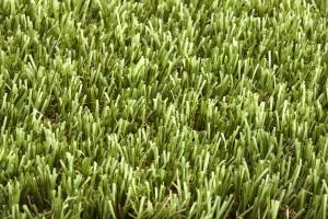 Rouleau Gazon - Easy Lawn Tangerine - Gazon synthétique premium